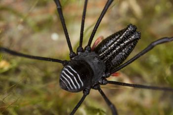 Media type: image;   Invertebrate Zoology 29259